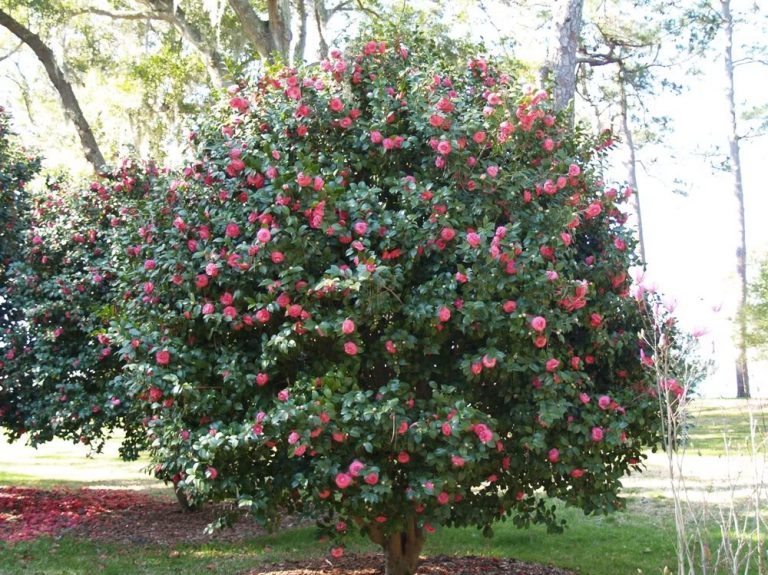 Camélia Camellia Japônica