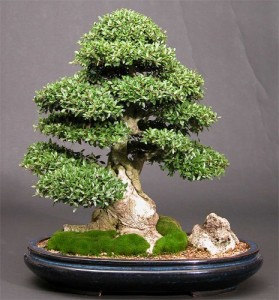 Image of Ilex crenata compacta bonsai tree