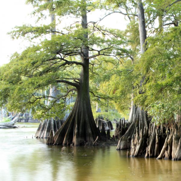 Taxodium Distichum Pinheiro Do Brejo Br