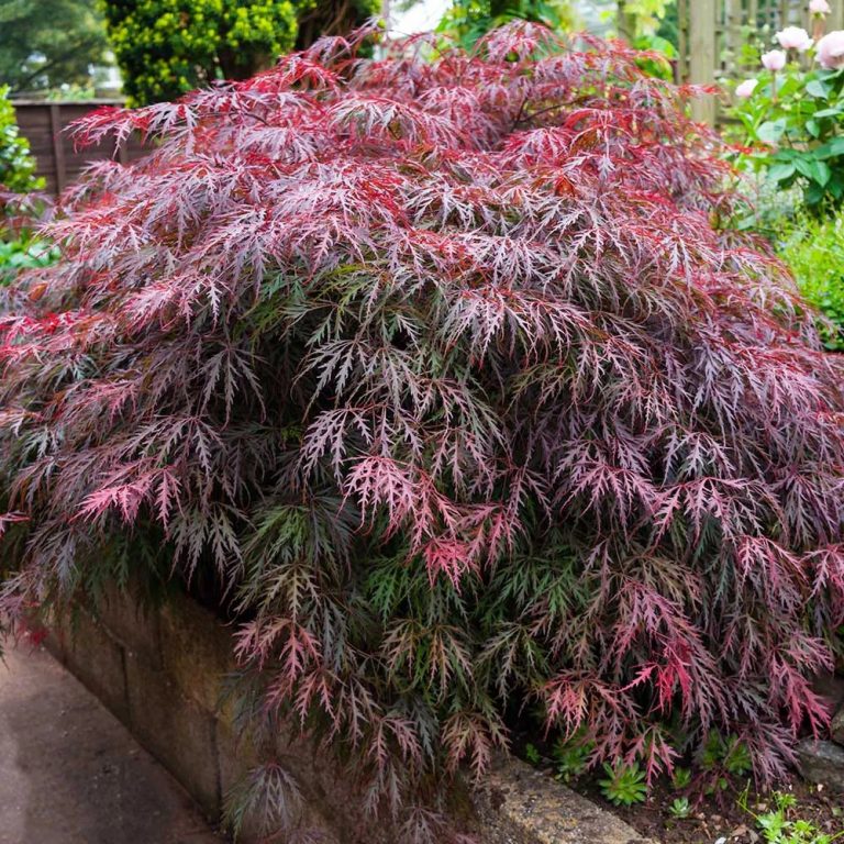 Acer Dissectum Acer Palmatum Dissectum Atropurpureum MyBonsai Com Br