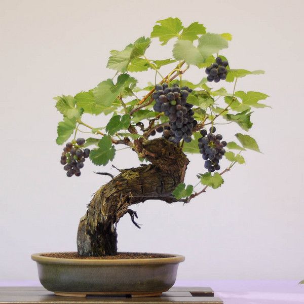 Uva - Vitis vinifera