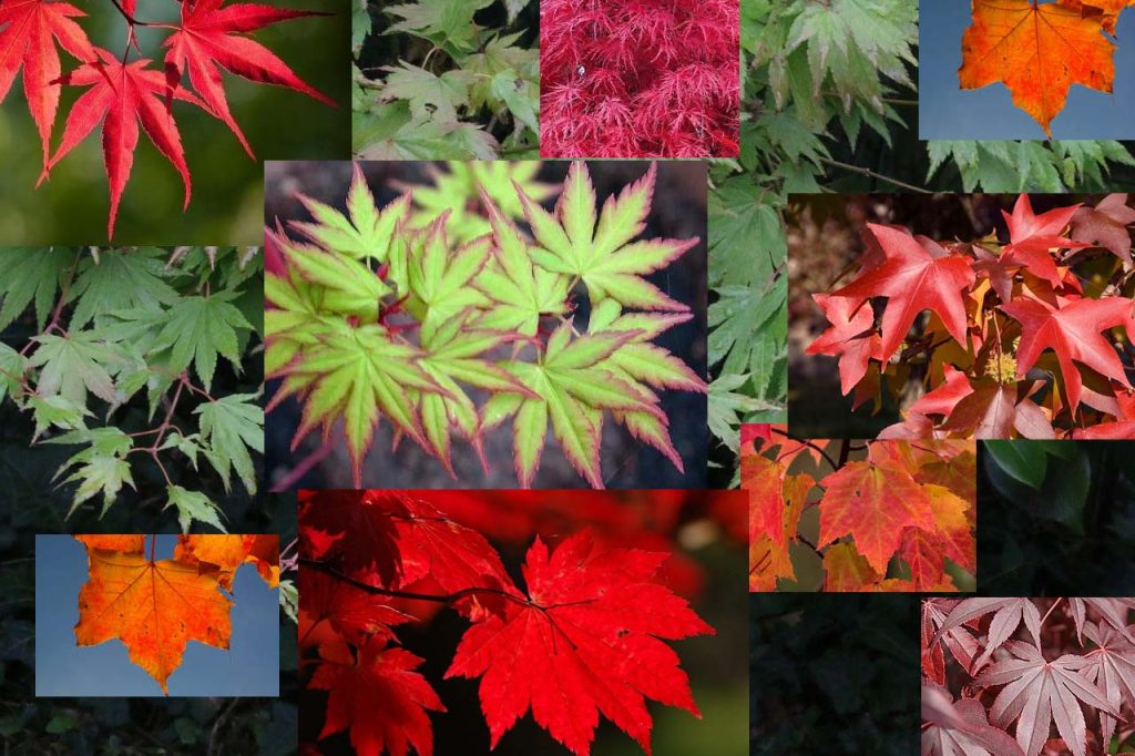 Flores de Verão: 30 Espécies Para Colorir Projetos de Paisagismo